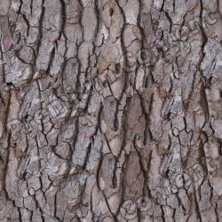 Seamless Tree Bark